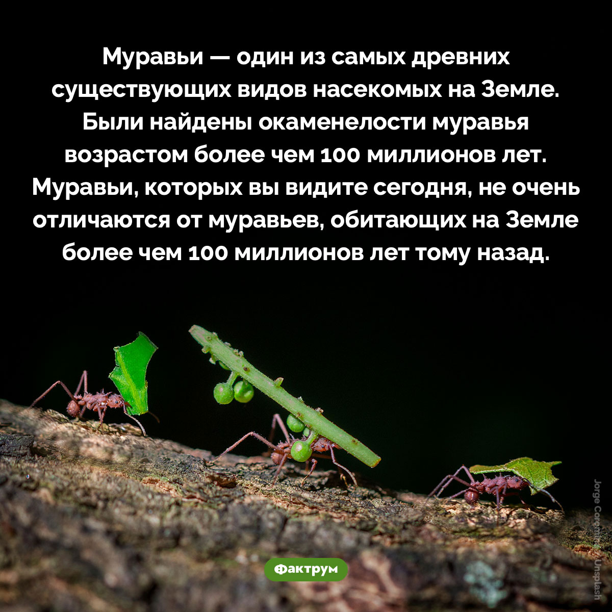 Муравьи — один из самых древних существующих видов насекомых на Земле