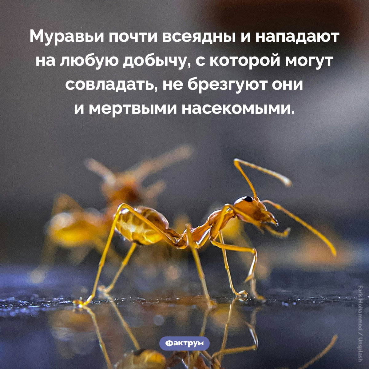 Муравьи почти всеядны. Муравьи почти всеядны и нападают на любую добычу, с которой могут совладать, не брезгуют они и мертвыми насекомыми.