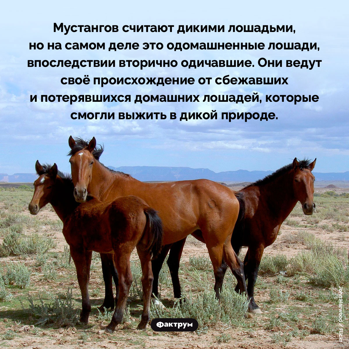 Мустанги вторично одичавшие. Мустангов считают дикими лошадьми, но на самом деле это одомашненные лошади, впоследствии вторично одичавшие. Они ведут своё происхождение от сбежавших и потерявшихся домашних лошадей, которые смогли выжить в дикой природе.