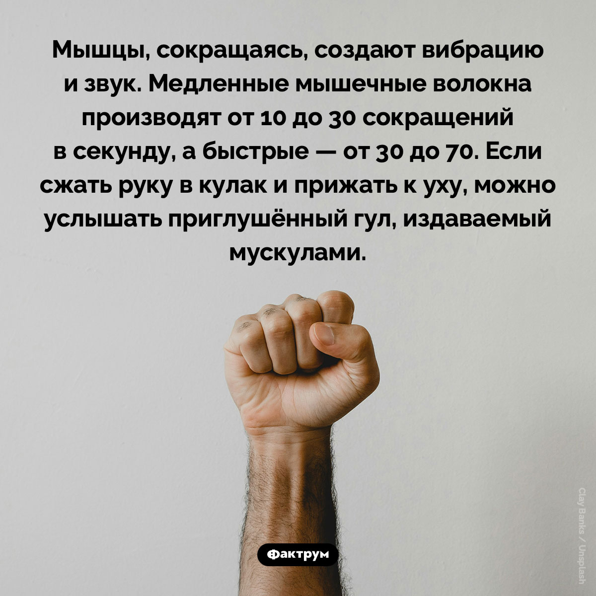 Мышцы, сокращаясь, создают вибрацию и звук. Мышцы, сокращаясь, создают вибрацию и звук. Медленные мышечные волокна производят от 10 до 30 сокращений в секунду, а быстрые — от 30 до 70. Если сжать руку в кулак и прижать к уху, можно услышать приглушённый гул, издаваемый мускулами.
