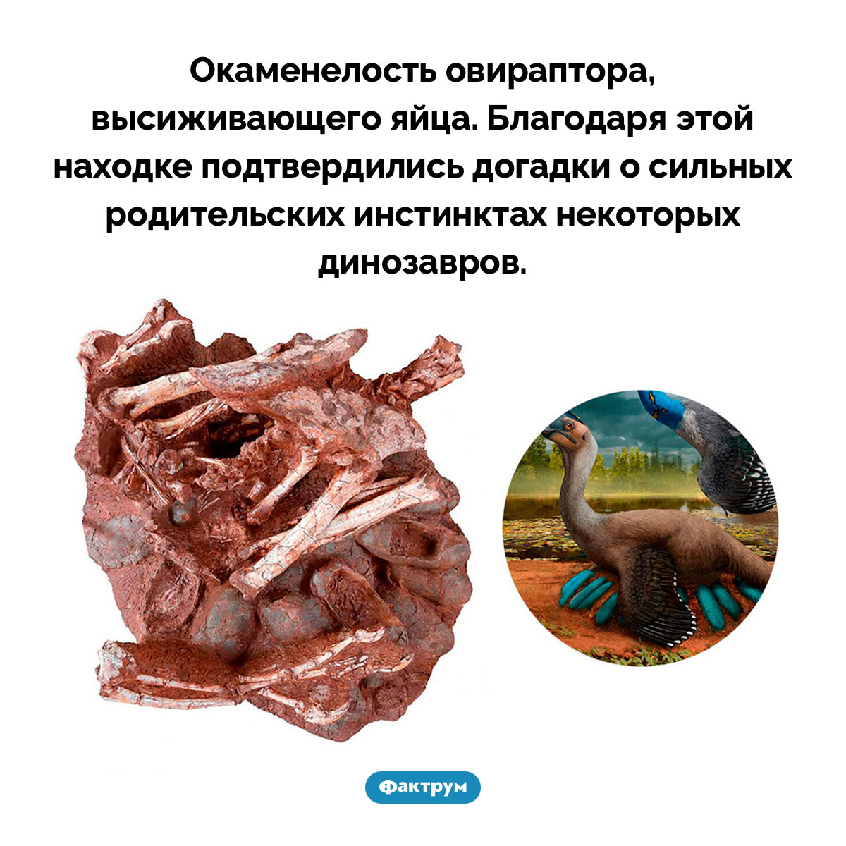 Окаменелость овираптора, высиживающего яйца