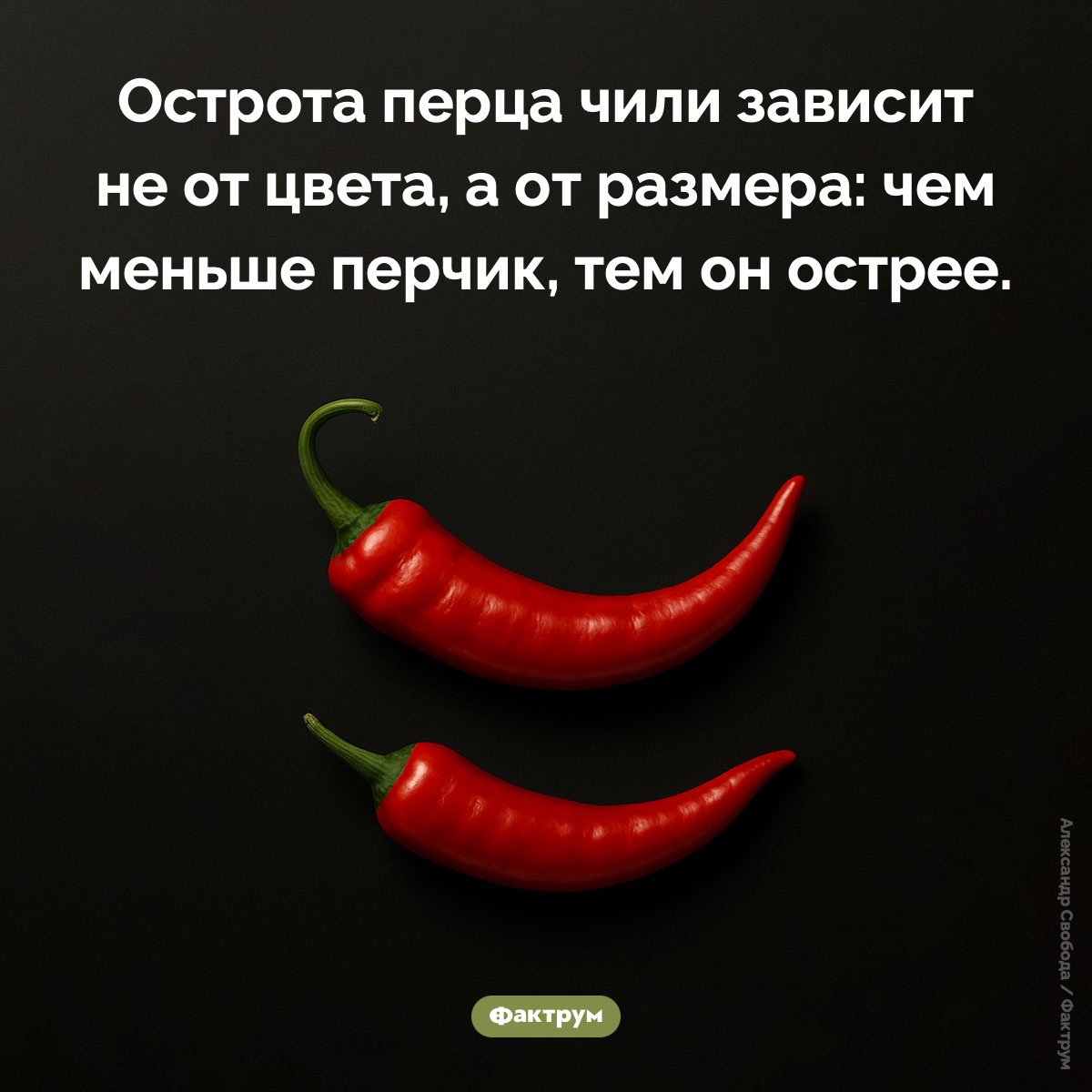 От чего зависит острота перца чили. Острота перца чили зависит не от цвета, а от размера: чем меньше перчик, тем он острее.