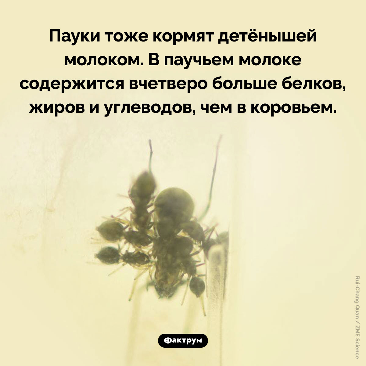 Пауки тоже кормят детёнышей молоком. Пауки тоже кормят детёнышей молоком. В паучьем молоке содержится вчетверо больше белков, жиров и углеводов, чем в коровьем.