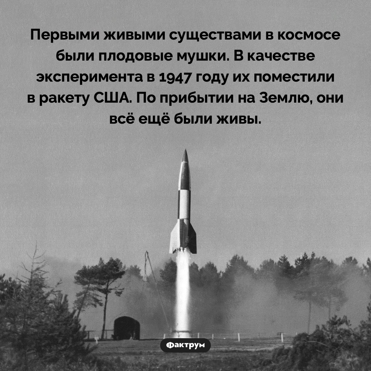 Первые живые существа в космосе. Первыми живыми существами в космосе были плодовые мушки. В качестве эксперимента в 1947 году их поместили в ракету США. По прибытии на Землю, они всё ещё были живы.