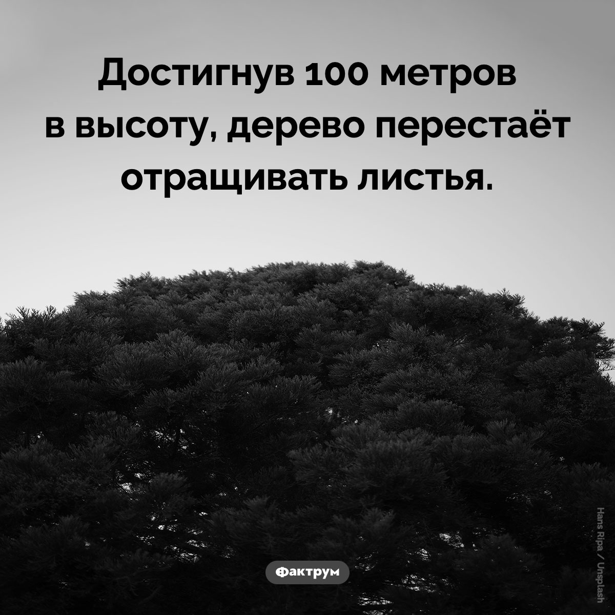 При какой высоте дерево перестаёт отращивать листья. Достигнув 100 метров в высоту, дерево перестаёт отращивать листья.