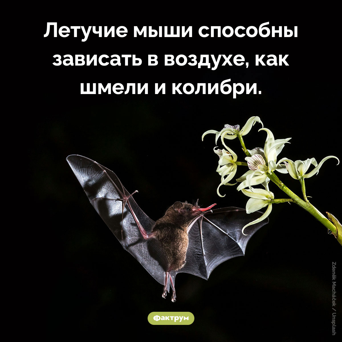 Рукокрылые способны зависать в воздухе. Летучие мыши способны зависать в воздухе, как шмели и колибри.