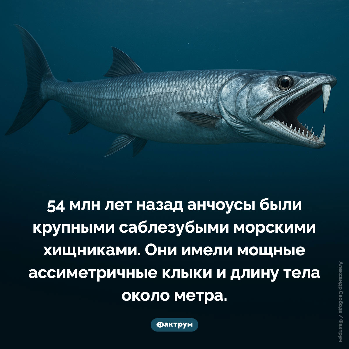 Саблезубые анчоусы. 54 млн лет назад анчоусы были крупными саблезубыми морскими хищниками. Они имели мощные ассиметричные клыки и длину тела около метра.