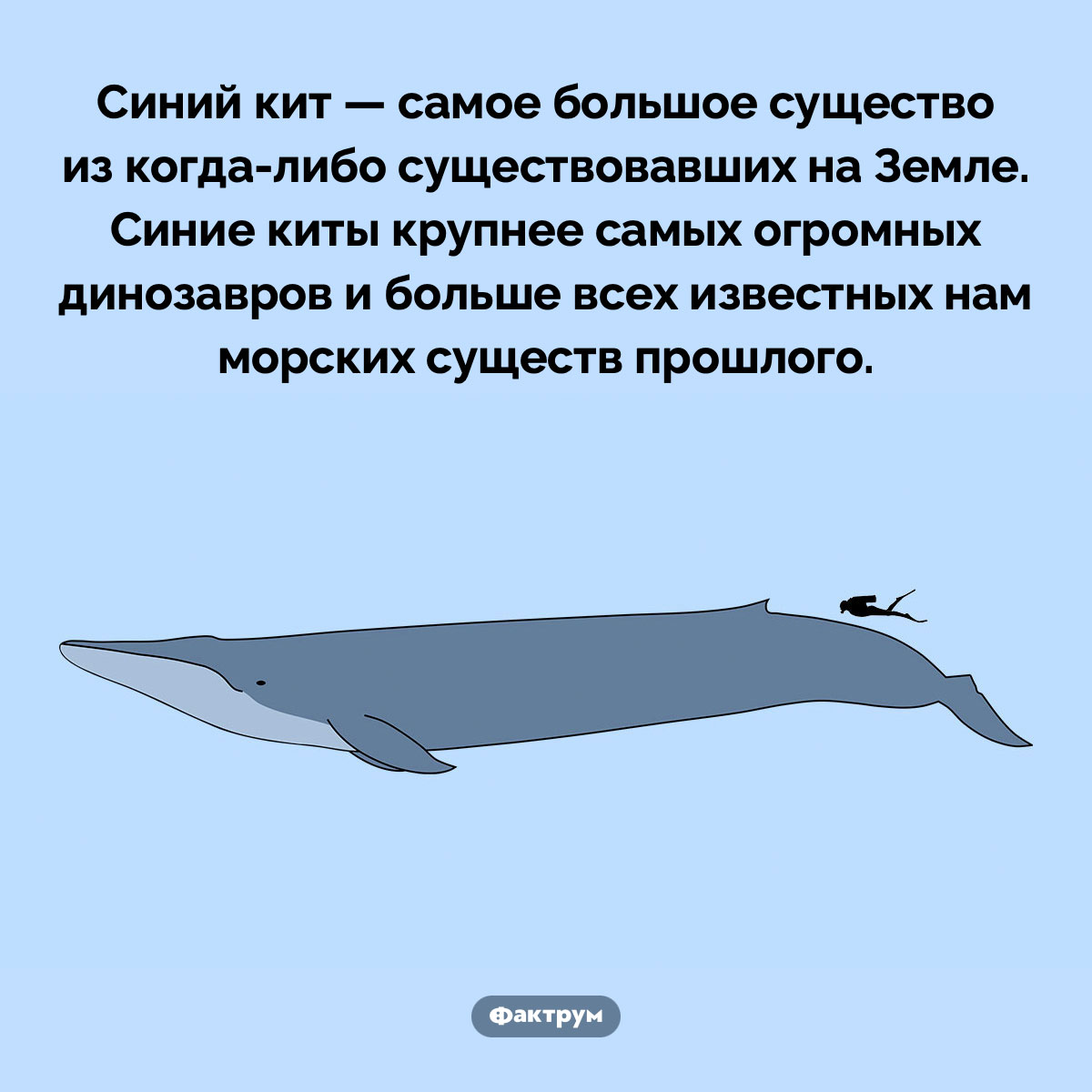 Самое большое существо из когда-либо существовавших. Синий кит — самое большое существо из когда-либо существовавших на Земле. Синие киты крупнее самых огромных динозавров и больше всех известных нам морских существ прошлого.