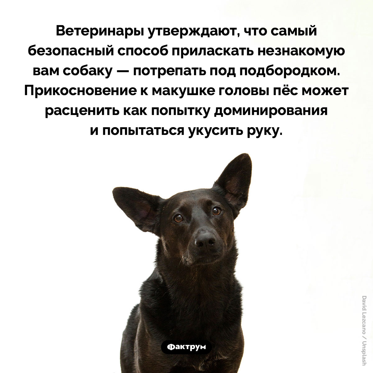 Самый безопасный способ приласкать незнакомую собаку