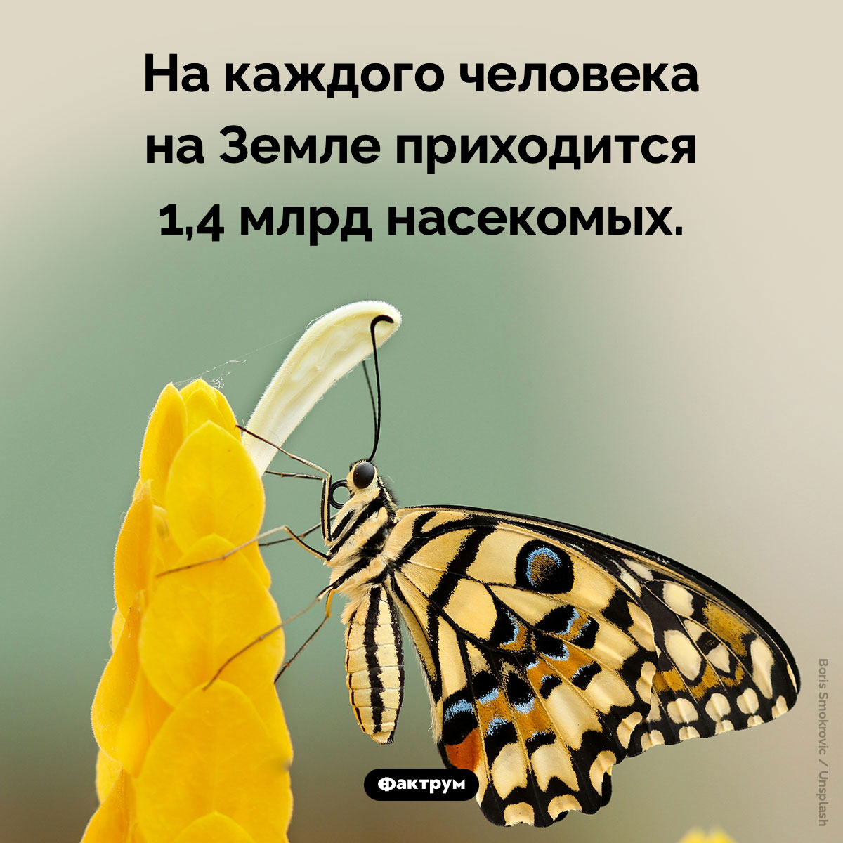 Сколько в мире насекомых. На каждого человека на Земле приходится 1,4 млрд насекомых.