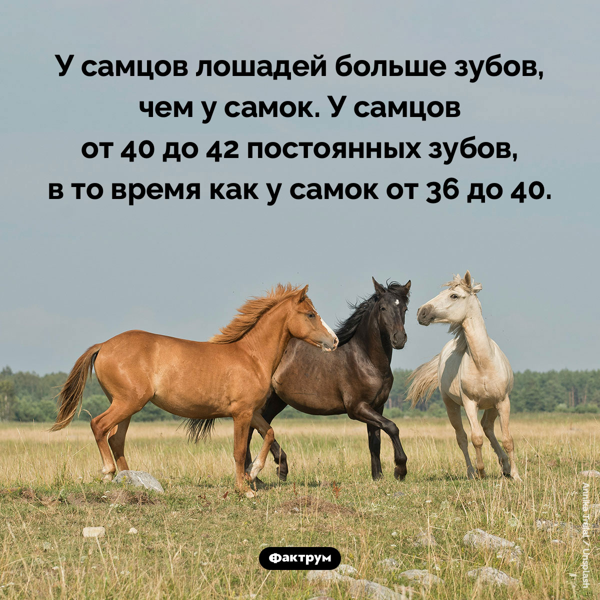 У самцов лошадей больше зубов, чем у самок