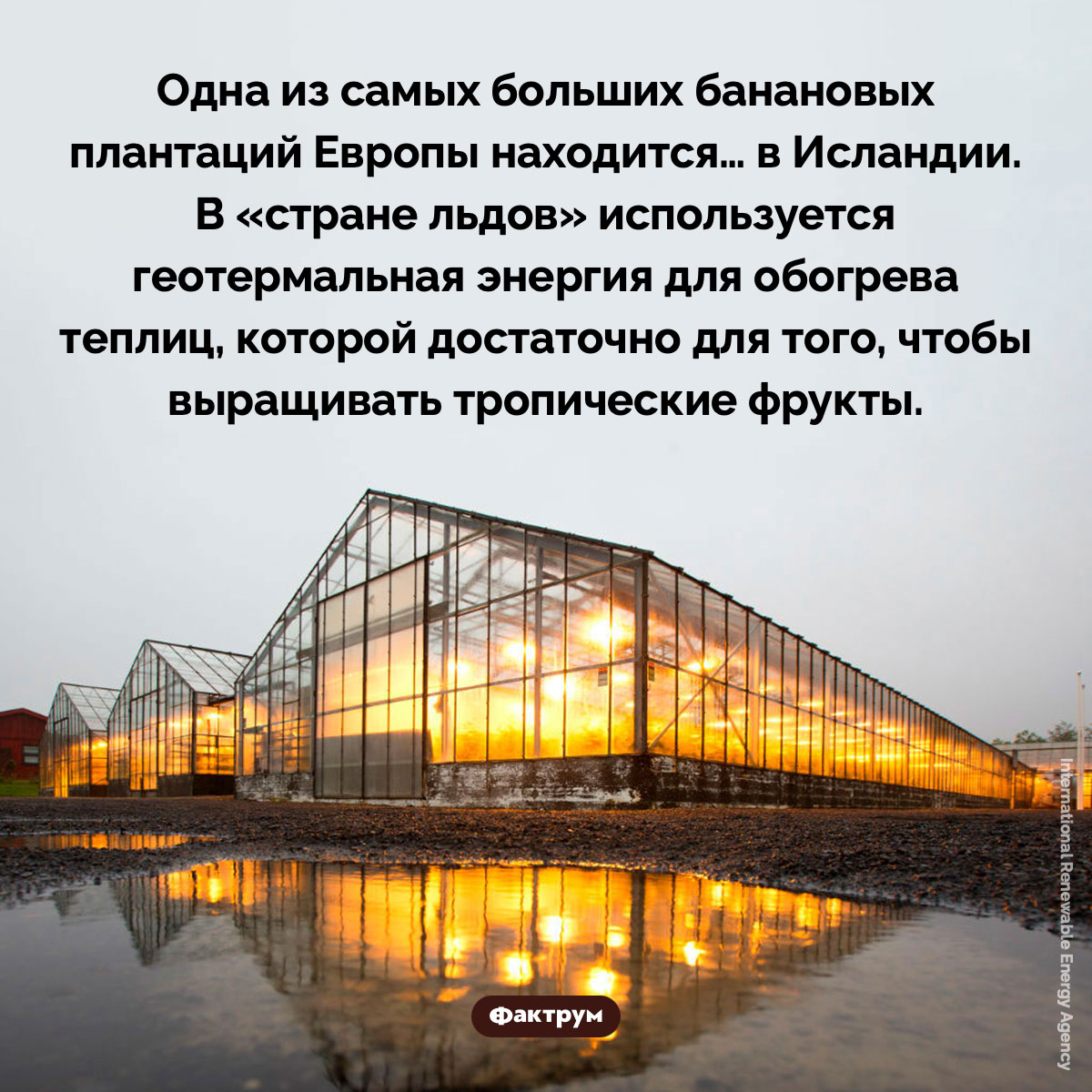 В Исландии есть банановые плантации. Одна из самых больших банановых плантаций Европы находится… в Исландии. В «стране льдов» используется геотермальная энергия для обогрева теплиц, которой достаточно для того, чтобы выращивать тропические фрукты.