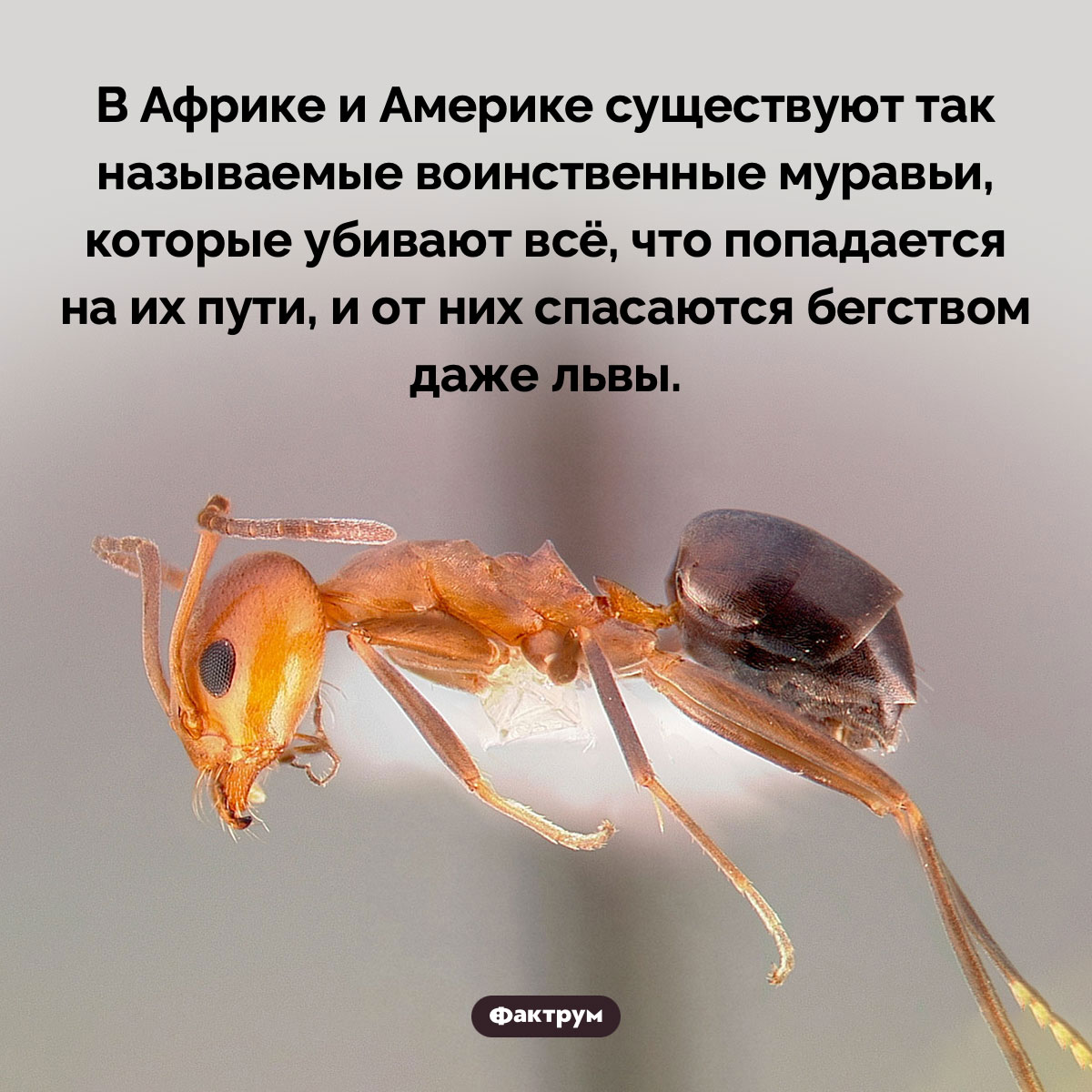 Воинственные муравьи