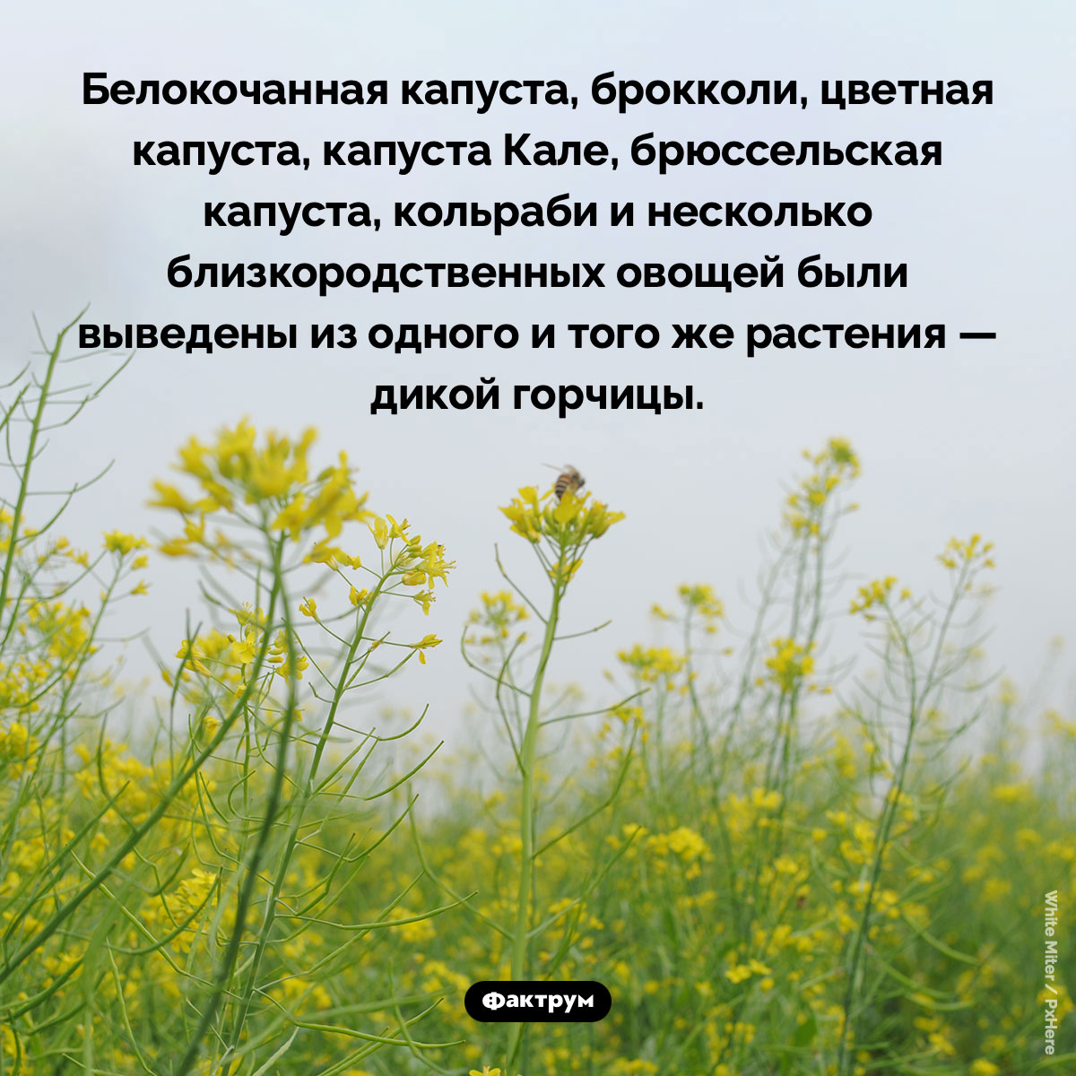 Все виды капусты происходят от дикой горчицы. Белокочанная капуста, брокколи, цветная капуста, капуста Кале, брюссельская капуста, кольраби и несколько близкородственных овощей были выведены из одного и того же растения — дикой горчицы.