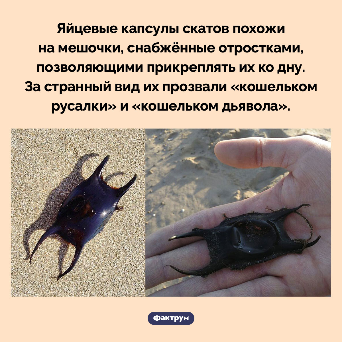 Яйцевые капсулы скатов. Яйцевые капсулы скатов похожи на мешочки, снабжённые отростками, позволяющими прикреплять их ко дну. За странный вид их прозвали «кошельком русалки» и «кошельком дьявола».
