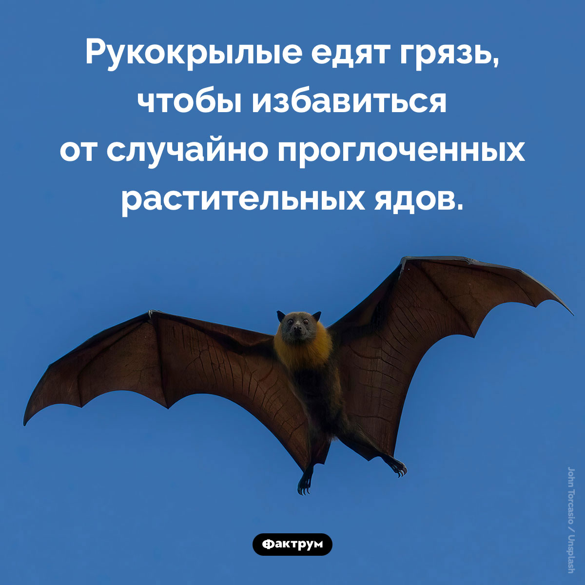 Зачем летучие мыши едят грязь. Рукокрылые едят грязь, чтобы избавиться от случайно проглоченных растительных ядов.