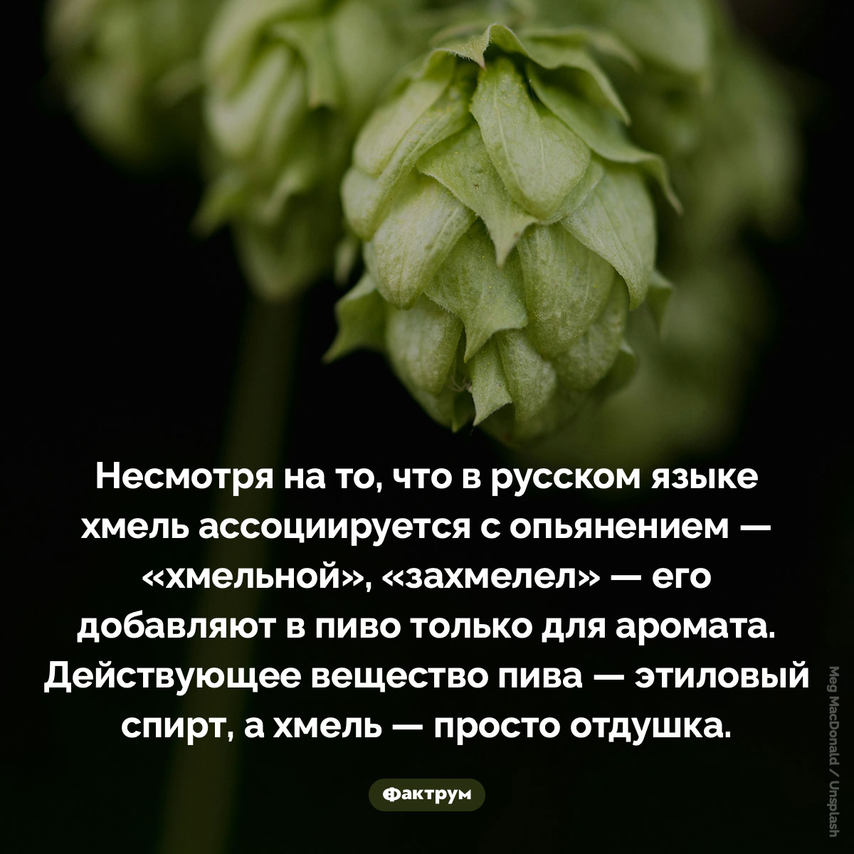 Зачем в пиво добавляют хмель. Несмотря на то, что в русском языке хмель ассоциируется с опьянением — «хмельной», «захмелел» — его добавляют в пиво только для аромата. Действующее вещество пива — этиловый спирт, а хмель — просто отдушка.
