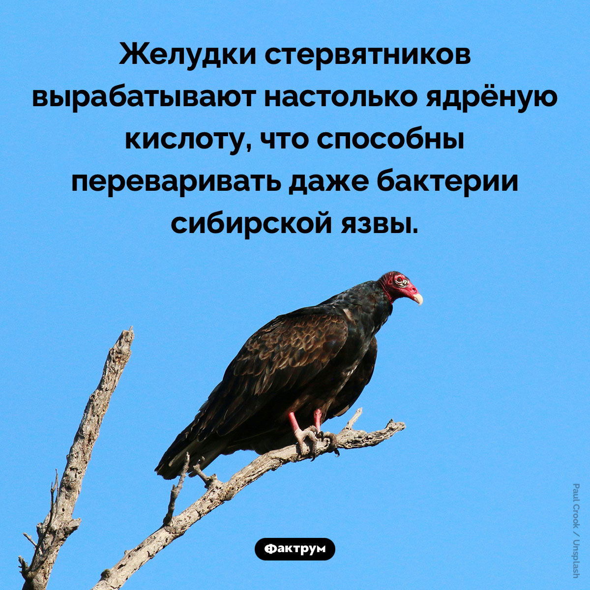 Желудки стервятников. Желудки стервятников вырабатывают настолько ядрёную кислоту, что способны переваривать даже бактерии сибирской язвы.