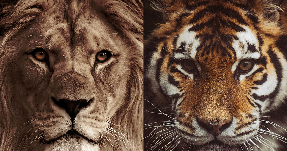 Почему китайцы считают тигра царем зверей