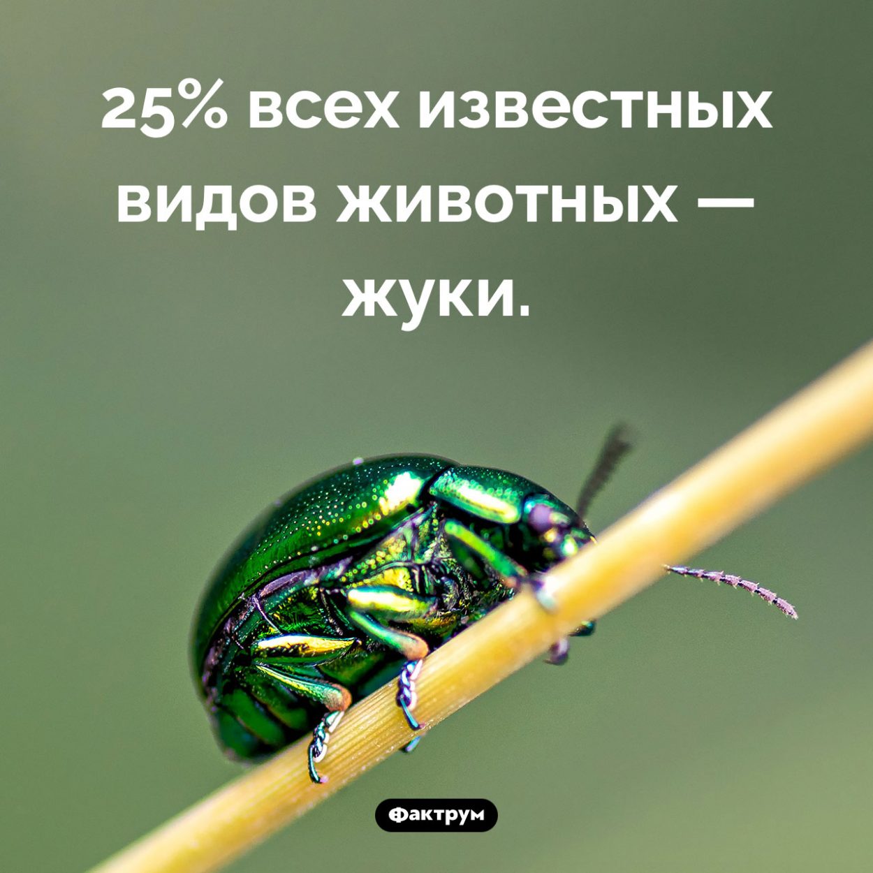 Какую долю среди животных составляют жуки. 25% всех известных видов животных — жуки.