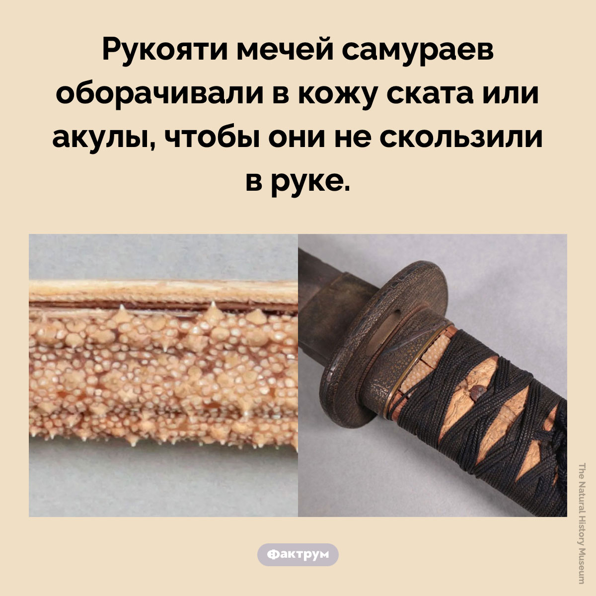 В Японии кожа ската использовалась для мечей