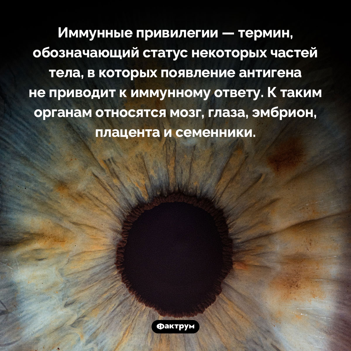 Что такое иммунные привилегии. Иммунные привилегии — термин, обозначающий статус некоторых частей тела, в которых появление антигена не приводит к иммунному ответу. К таким органам относятся мозг, глаза, эмбрион, плацента и семенники.