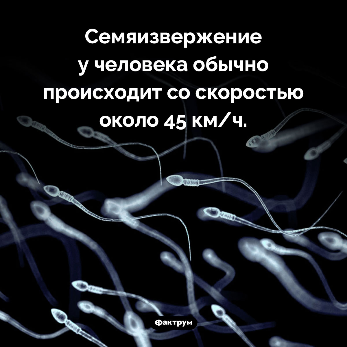 Скорость семяизвержения у человека. Семяизвержение у человека обычно происходит со скоростью около 45 км/ч.