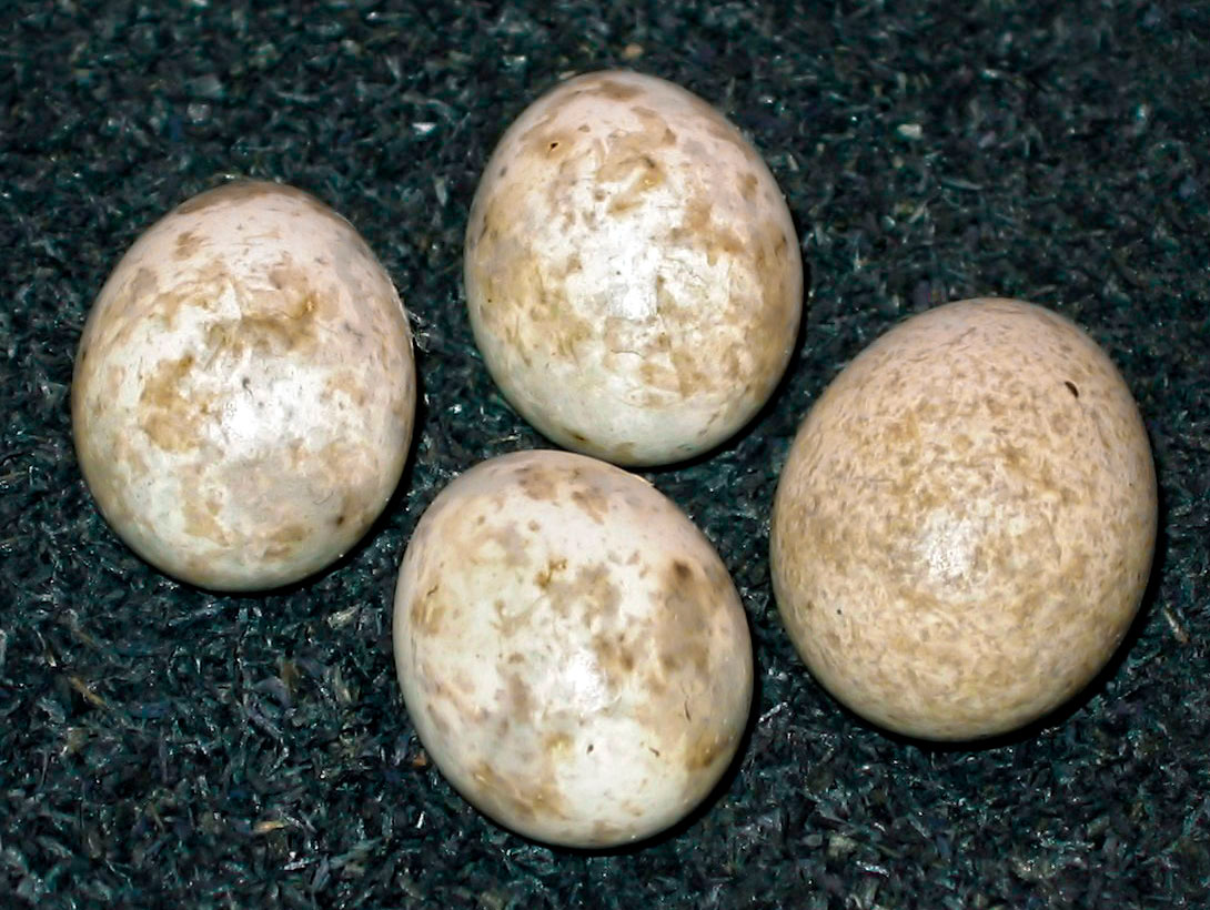 Гнездовый паразит, или Почему кукушки подкладывают яйца другим птицам