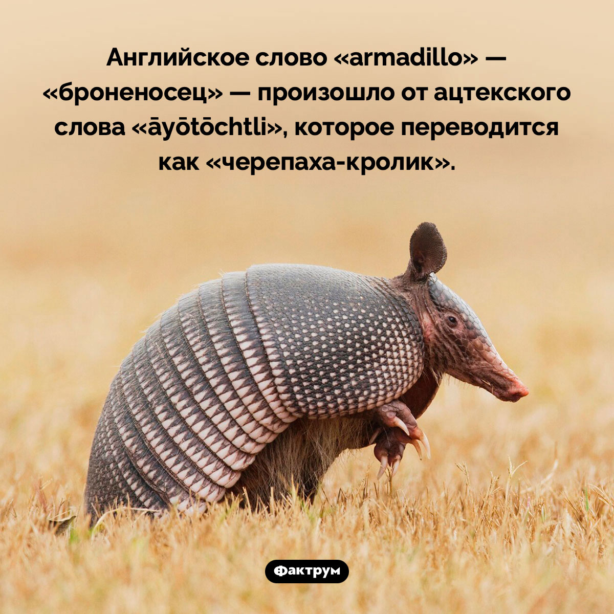 Черепаха-кролик. Английское слово «armadillo» — «броненосец» — произошло от ацтекского слова «āyōtōchtli», которое переводится как «черепаха-кролик».