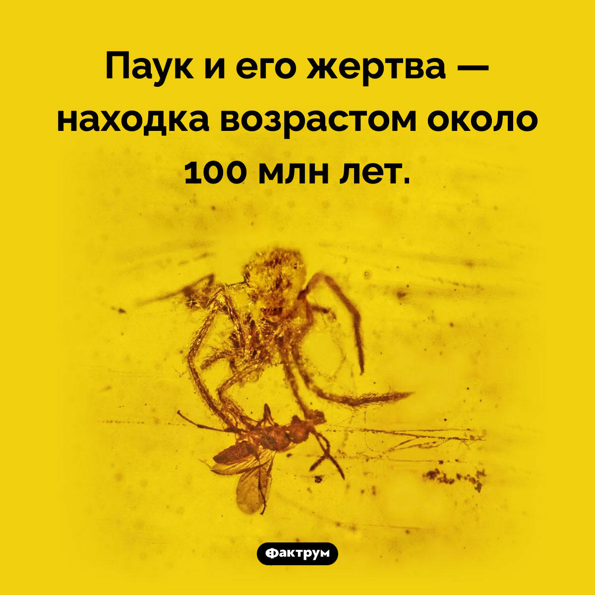 Паук и его жертва 100 млн лет назад. Паук и его жертва — находка возрастом около 100 млн лет.