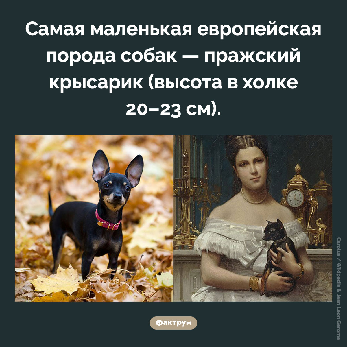 Самая маленькая европейская порода собак. Самая маленькая европейская порода собак — пражский крысарик (высота в холке 20–23 см).