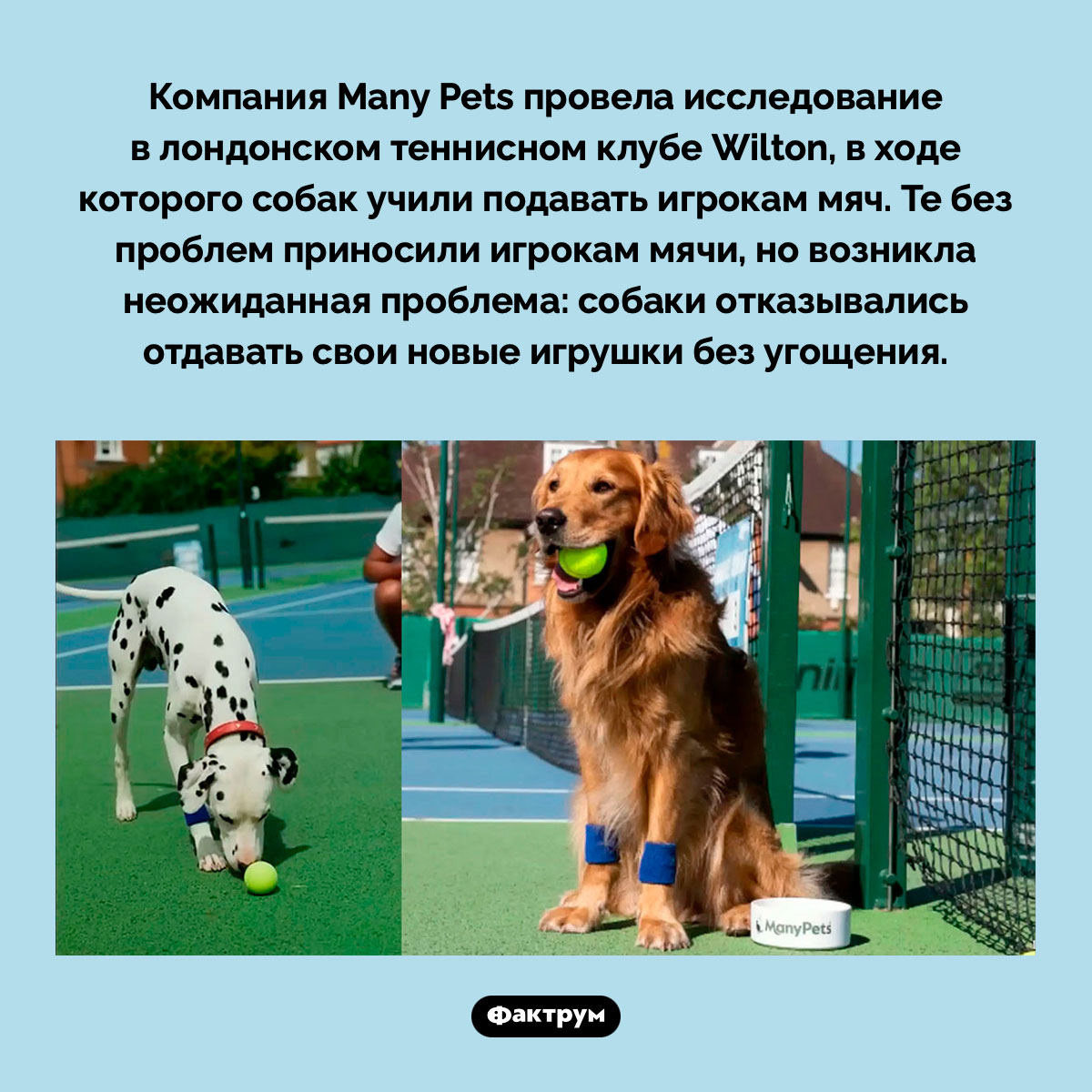 Собаки и теннис. Компания Many Pets провела исследование в лондонском теннисном клубе Wilton, в ходе которого собак учили подавать игрокам мяч. Те без проблем приносили игрокам мячи, но возникла неожиданная проблема: собаки отказывались отдавать свои новые игрушки без угощения.
