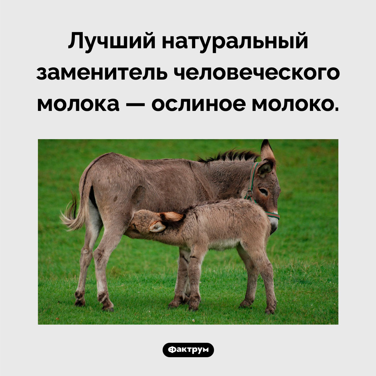  натуральный заменитель грудного молока