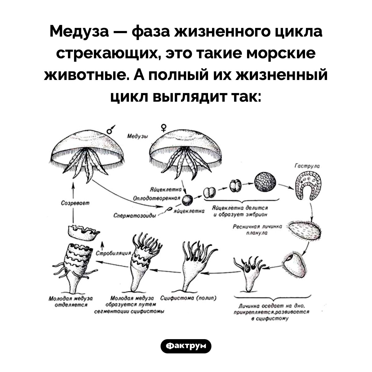 Что такое медуза. Медуза — фаза жизненного цикла стрекающих, это такие морские животные. А полный их жизненный цикл выглядит так.