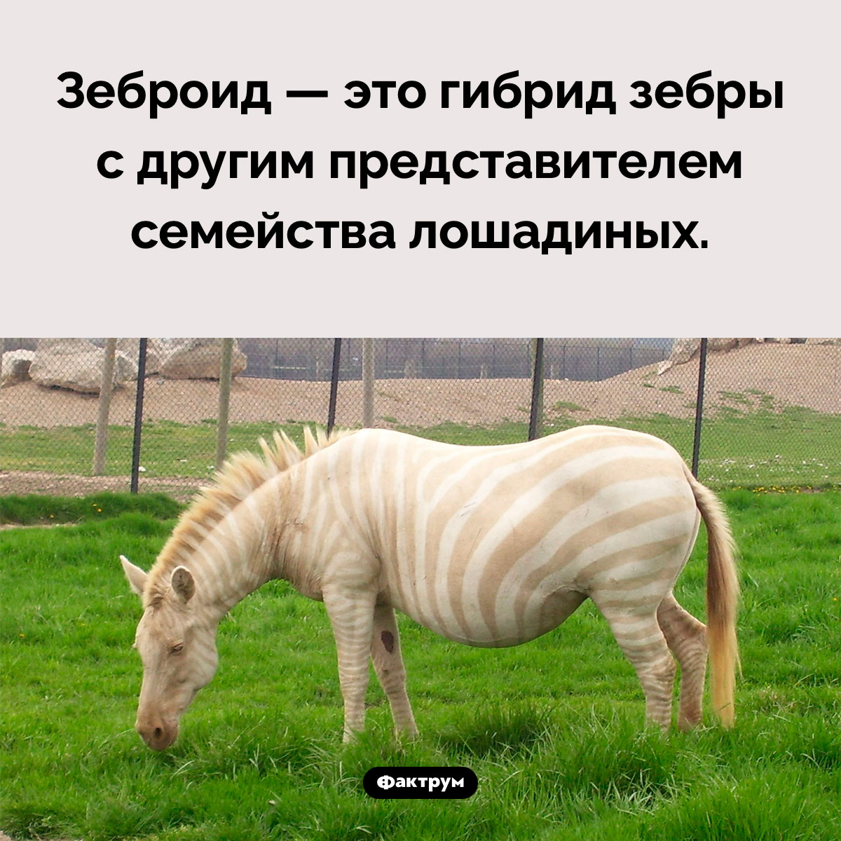 Кто такие зеброиды