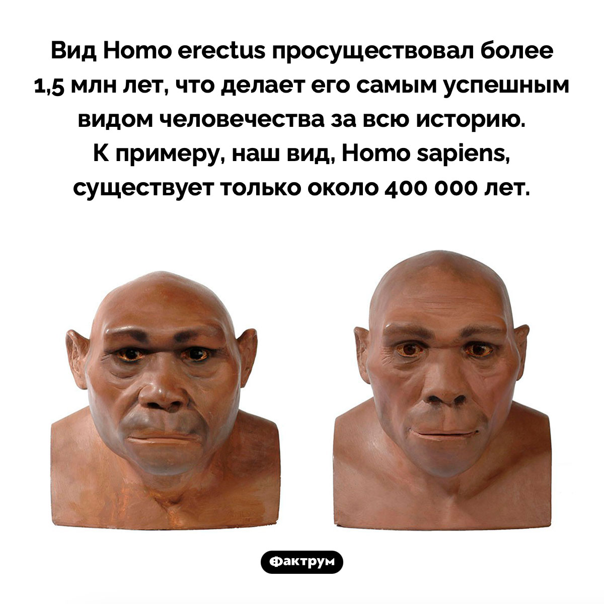 Самый успешный вид человека. Вид Homo erectus просуществовал более 1,5 млн лет, что делает его самым успешным видом человечества за всю историю. К примеру, наш вид, Homo sapiens, существует только около 400 000 лет.