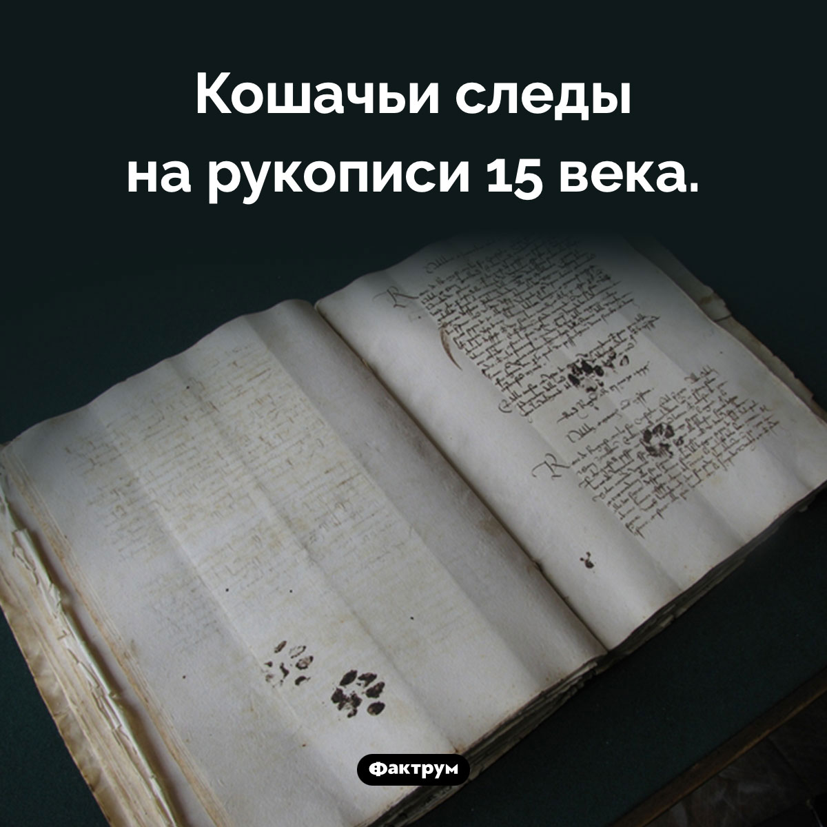 Старинные кошачьи следы. Кошачьи следы на рукописи 15 века.