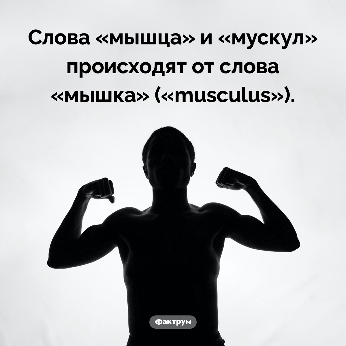 Происхождение слов «мышца» и «мускул». Слова «мышца» и «мускул» происходят от слова «мышка» («musculus»).