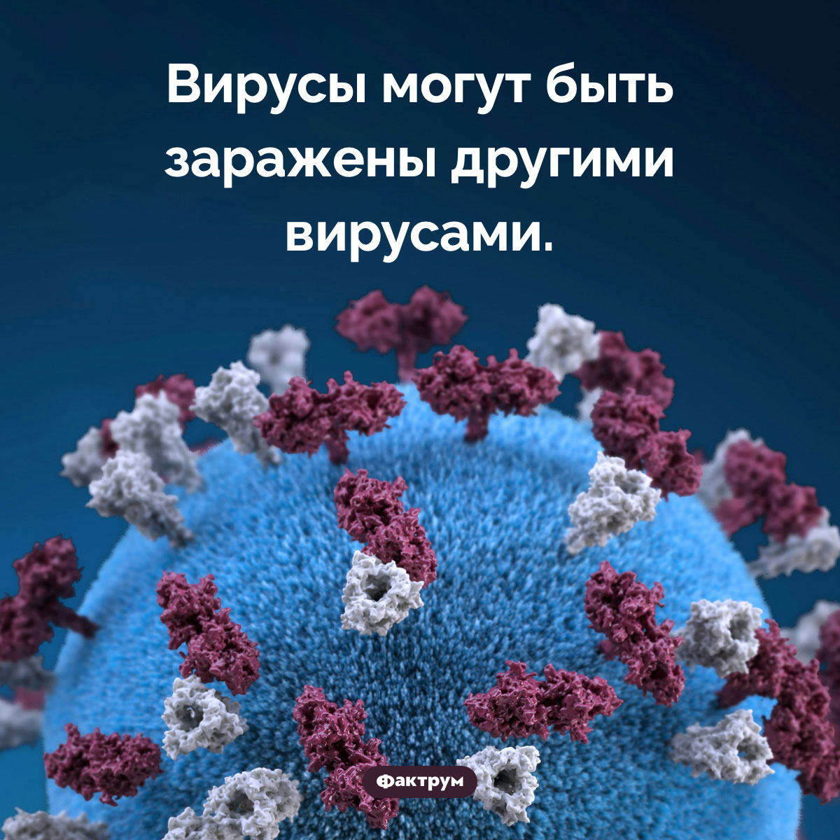 Может ли вирус быть заражен другим вирусом. Вирусы могут быть заражены другими вирусами.