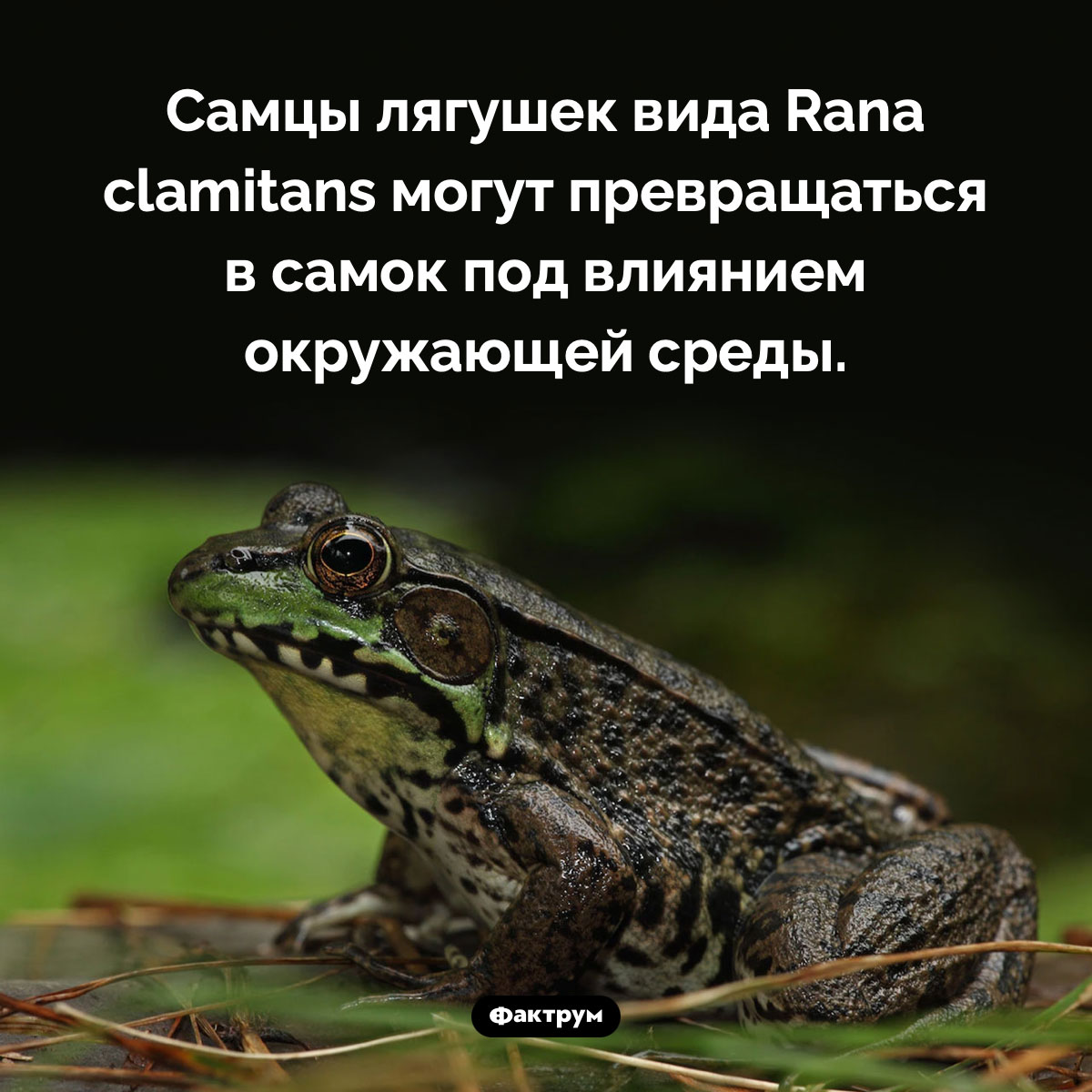 Самцы жаб превращаются в самок. Самцы лягушек вида Rana clamitans могут превращаться в самок под влиянием окружающей среды.