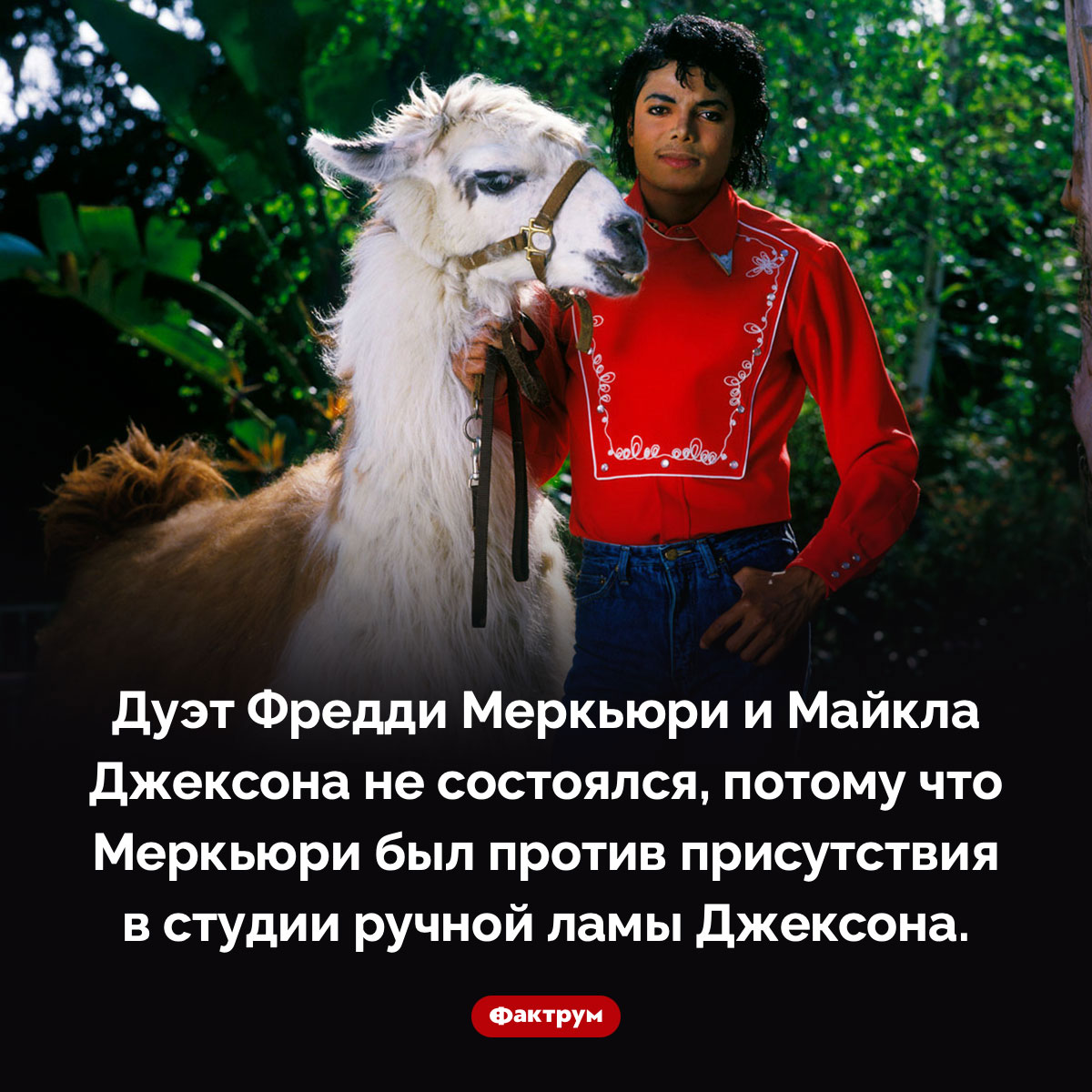 Меркьюри запретил Джексону привести в студию ламу. Дуэт Фредди Меркьюри и Майкла Джексона не состоялся, потому что Меркьюри был против присутствия в студии ручной ламы Джексона.