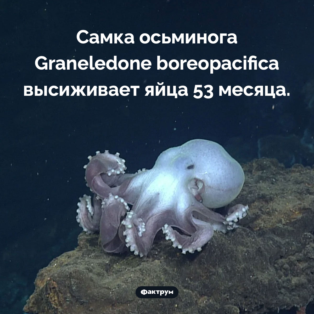 Самое долгое высиживание яиц. Самка осьминога Graneledone boreopacifica высиживает яйца 53 месяца.