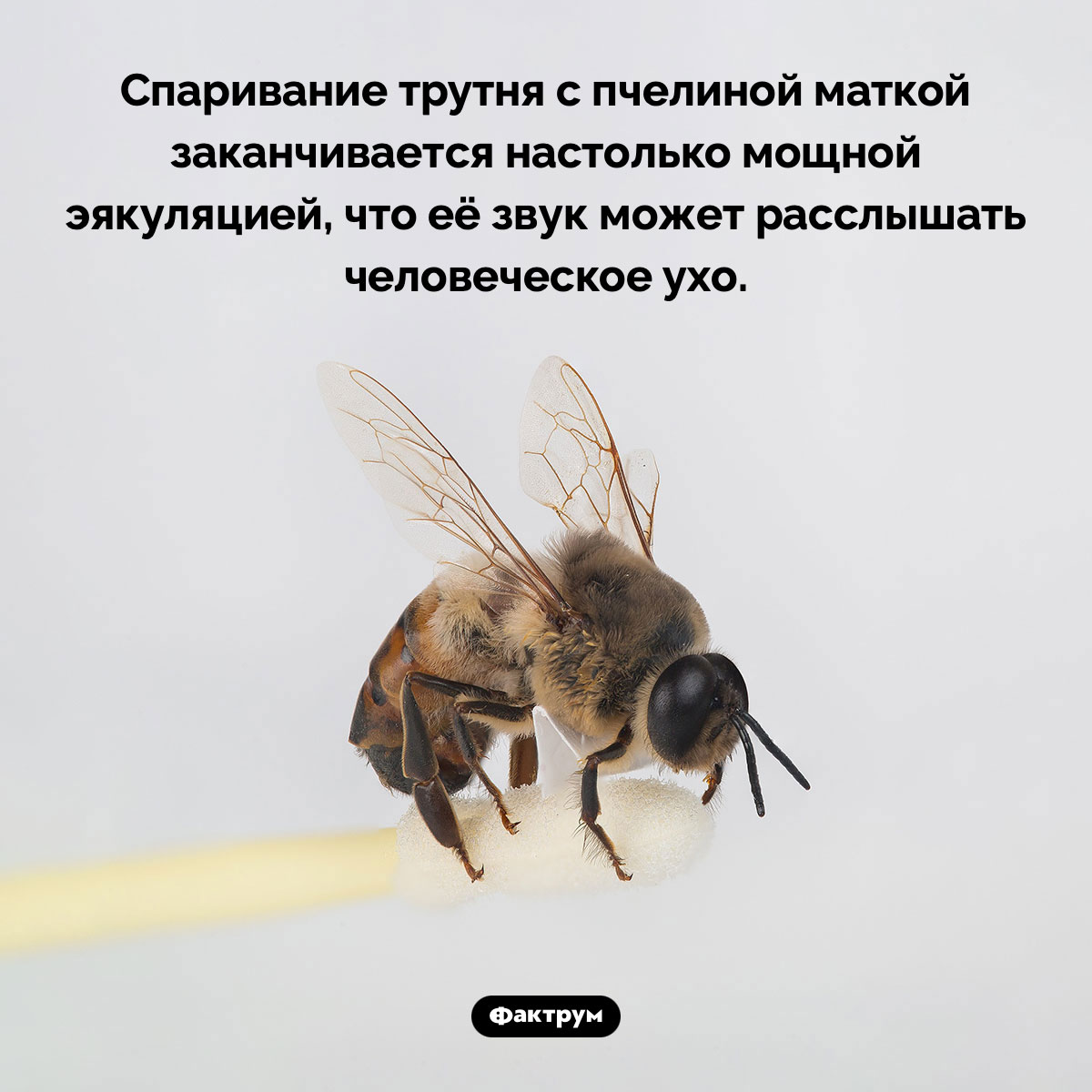 Спаривание трутня с пчелиной маткой. Спаривание трутня с пчелиной маткой заканчивается настолько мощной эякуляцией, что её звук может расслышать человеческое ухо.