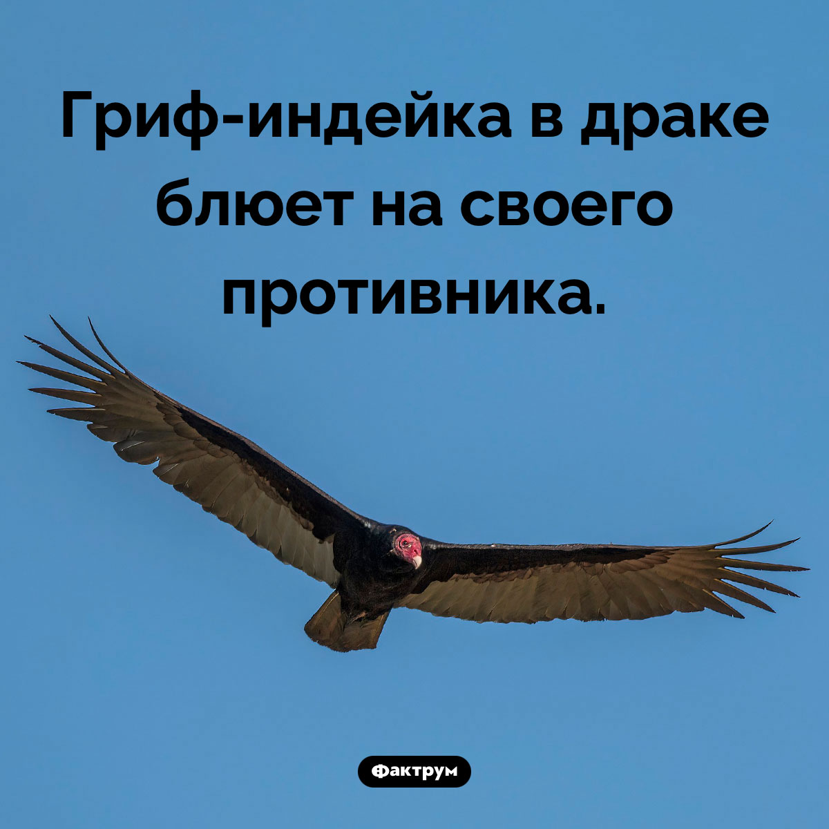 Стиль грифа-индейки. Гриф-индейка в драке блюет на своего противника.