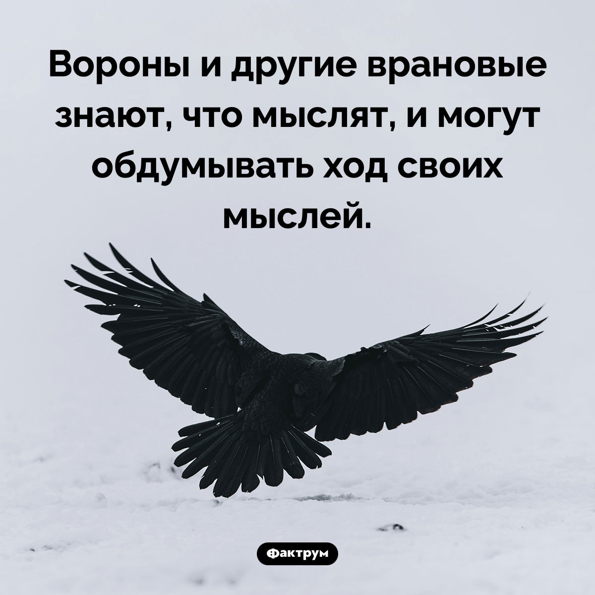 Вороны знают, что они мыслят. Вороны и другие врановые знают, что мыслят, и могут обдумывать ход своих мыслей.