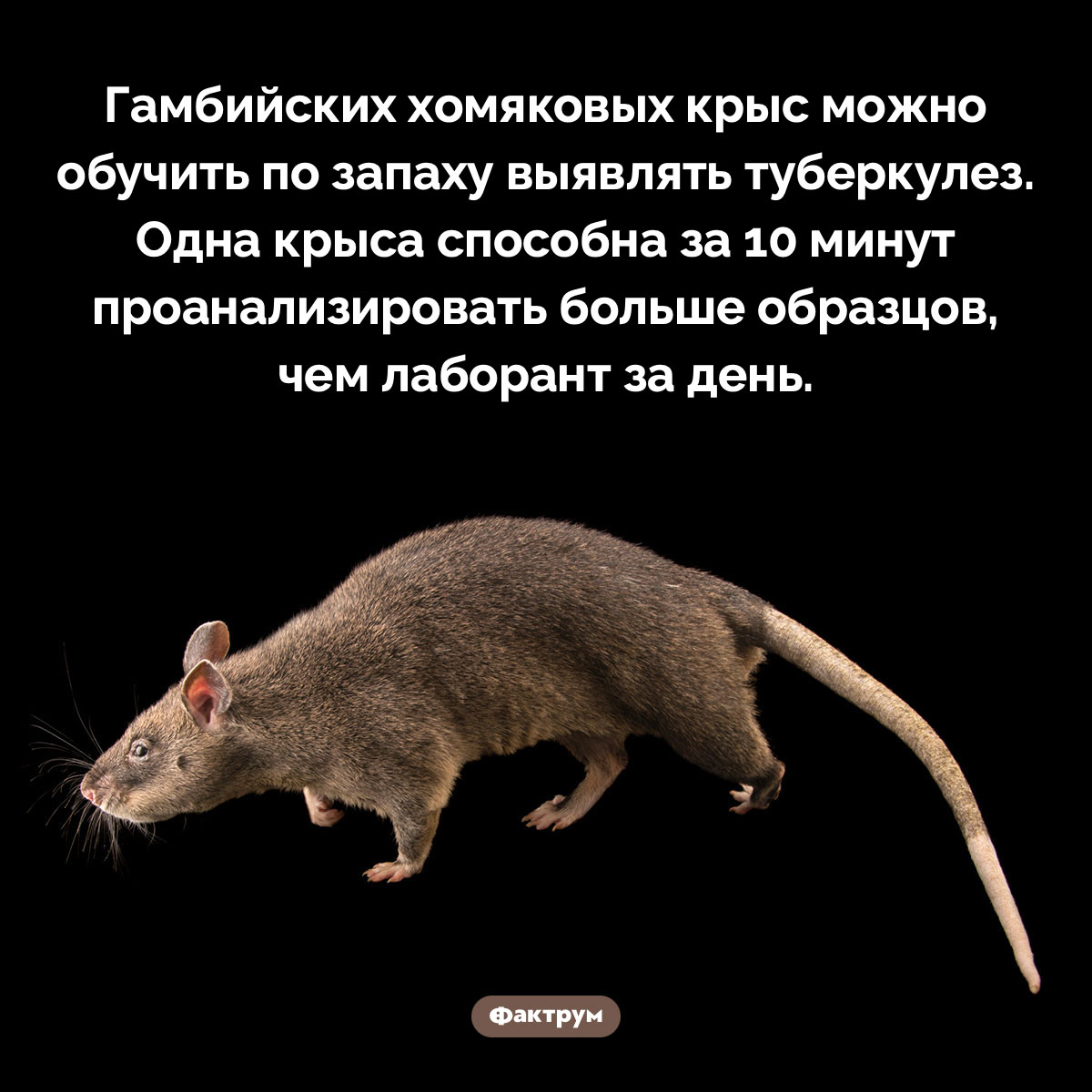Крыса-лаборант. Гамбийских хомяковых крыс можно обучить по запаху выявлять туберкулез. Одна крыса способна за 10 минут проанализировать больше образцов, чем лаборант за день.