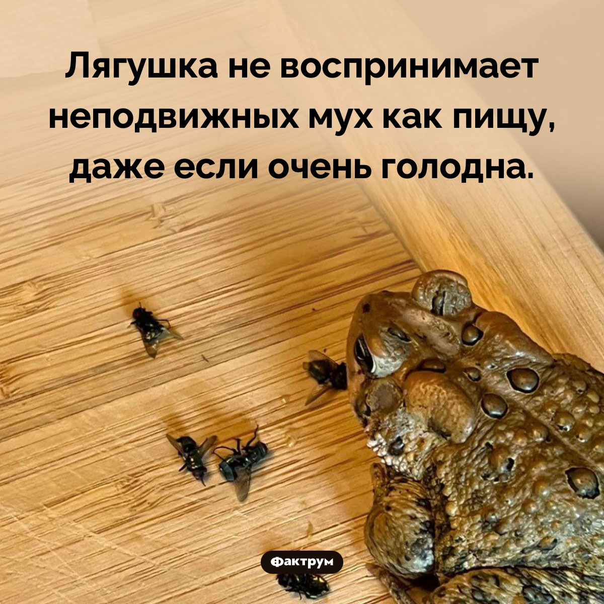 Лягушка не охотится на неподвижных мух. Лягушка не воспринимает неподвижных мух как пищу, даже если очень голодна.