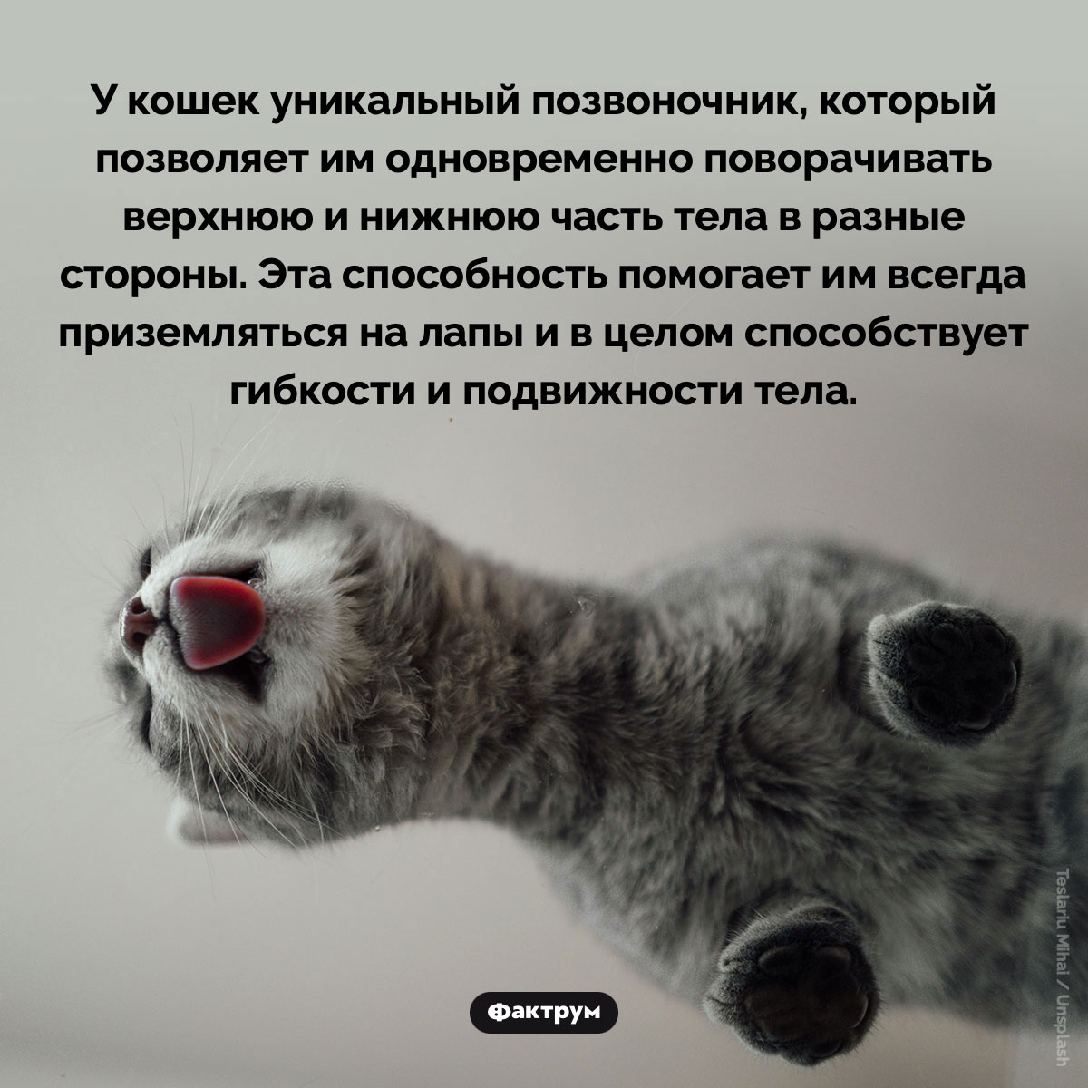 Уникальный позвоночник кошек. У кошек уникальный позвоночник, который позволяет им одновременно поворачивать верхнюю и нижнюю часть тела в разные стороны. Эта способность помогает им всегда приземляться на лапы и в целом способствует гибкости и подвижности тела.