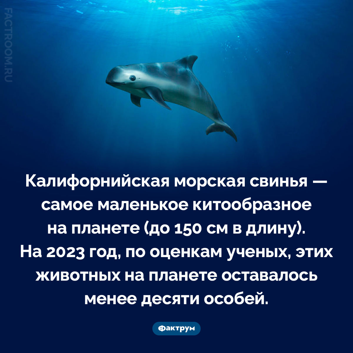 Самое маленькое китообразное. Калифорнийская морская свинья — самое маленькое китообразное на планете (до 150 см в длину). На 2023 год, по оценкам ученых, этих животных на планете оставалось менее десяти особей.