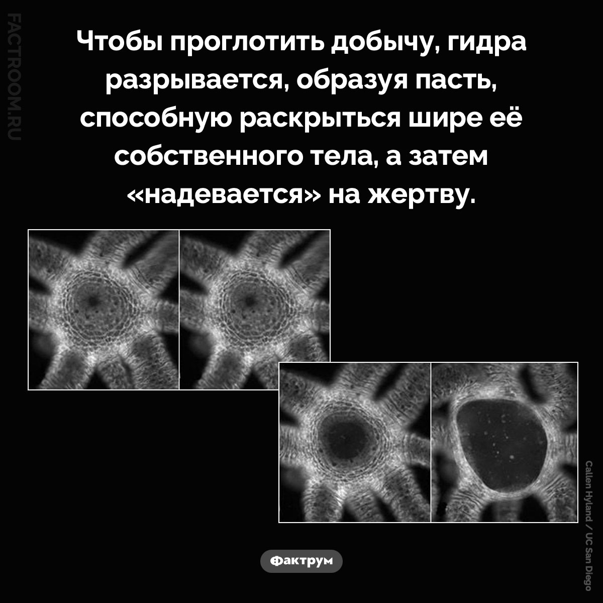 Пасть гидры. Чтобы проглотить добычу, гидра разрывается, образуя пасть, способную раскрыться шире её собственного тела, а затем «надевается» на жертву.